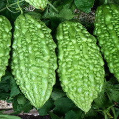 Hạt giống khổ qua