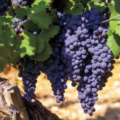 Hạt giống Nho Pháp