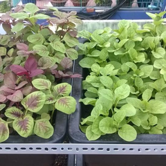 Hạt giống Rau dền