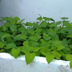 Hạt giống Rau diếp cá