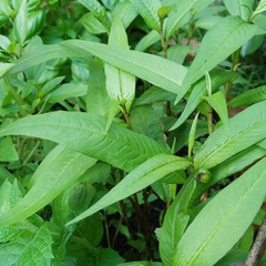 Hạt giống Rau răm
