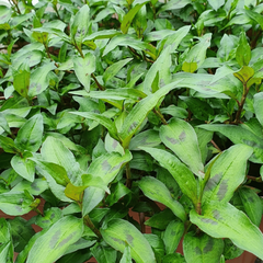Hạt giống Rau răm