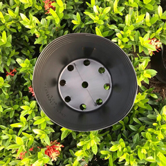 Chậu nhựa trồng cây