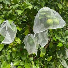 Túi bọc trái cây (100 cái)