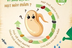 Why does Tami cereal use sprouted seeds as ingredients?