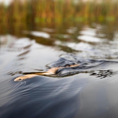 SAVAGE GEAR 3D WAKE SNAKE