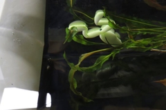 JACKALL CLONE FROG