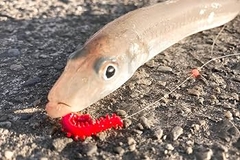 BERKLEY Gulp Scented Soft Bait Worm Lure SW ISOME GOKUTOBO