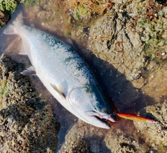 ABU GARCIA SURF SLAYER