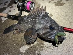 BERKLEY GULP SALWATER FAT HAWG