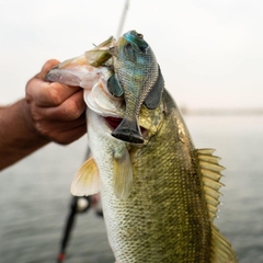 SAVAGE GEAR 3D PULSE TAIL BLUEGILL