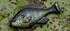 SAVAGE GEAR 3D PULSE TAIL BLUEGILL