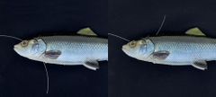 SAVAGE GEAR 4D LINE THRU PULSE TAIL TROUT SS