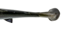 SAVAGE GEAR 4D LINE THRU PULSE TAIL TROUT SS