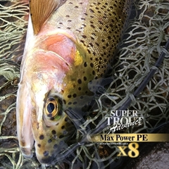 VARIVAS SUPER TROUT ADVANCE MAX POWER PE X8