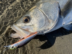 DUO REALIS ROZANTE 77SP SW LIMITED