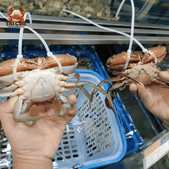 CUA YẾM VUÔNG (150g-200g/con)- CUA TRINH NỮ GẠCH VÀNG DINH DƯƠNG