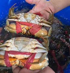 CUA YẾM VUÔNG (150g-200g/con)- CUA TRINH NỮ GẠCH VÀNG DINH DƯƠNG