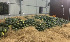 Dưa Hấu Ngon Ngọt Giá Sỉ – Nguồn Hàng Ổn Định Cho Tạp Hoá, Quán, Kinh Doanh Online