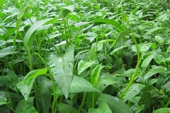 Công Thức Luộc Rau Muống Ngon – Bí Quyết Giữ Rau Xanh Giòn