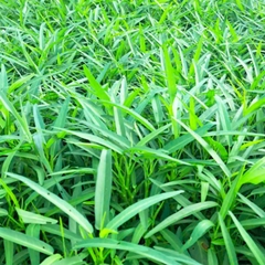 Rau muống Sạch Lâm Thao - Túi 500g