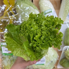 Xà Lách Lô Lô Xanh An Toàn Lâm Thao - Túi 500G
