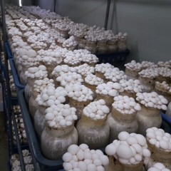 Nấm Ngọc Châm Trắng Lý Tưởng - Khay 200g
