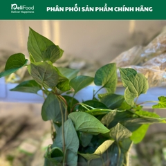 Diếp cá (dấp cá) - Túi 100g