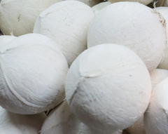 Dừa sọ bến tre