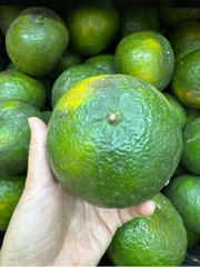 Cam Sành miền nam - KG