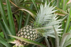Dứa xanh Lâm Thao - Quả