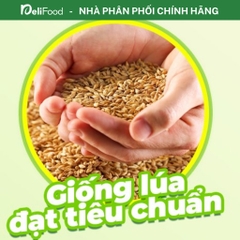 Gạo Thơm chính hãng A AN túi 5kg - Gạo Tám Thơm chuẩn gạo ngon Việt Nam, dẻo vừa, làm cơm chiên