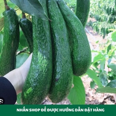 Bơ 034 Tây Nguyên Loại Vip - 1Kg