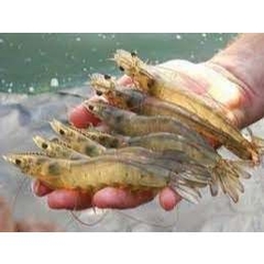 Tôm Thẻ Tươi Size 30–40 Con/Kg – Thịt Săn Chắc, Ngọt Mát Tự Nhiên