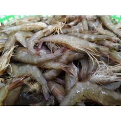 Tôm rảo tươi (80-100 con/kg) NN - Kg