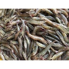 Tôm Rảo Nhỏ Tươi – Ngọt Thịt, Sạch Tự Nhiên, Dễ Chế Biến