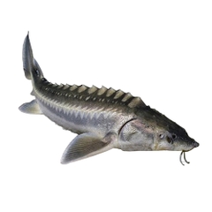 Cá tầm làm sạch (2-4kg/con) NN - Kg
