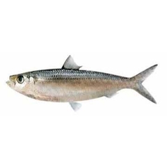 Cá Trích Tươi 500g – Thịt Ngọt, Béo Nhẹ, Thơm Tự Nhiên