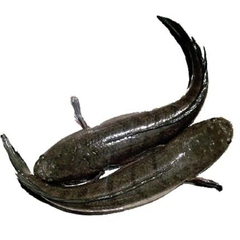 Cá Quả Sông Đà Làm Sạch 1kg – Thịt Cá Săn Chắc, Ngọt Thanh, Không Tanh