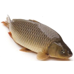 Cá chép to sông làm sạch 3-5kg/con NN - Kg
