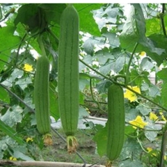 Mướp hương tuơi sạch mới hái - Túi 0.5Kg