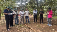 Hội thi nông dân sản xuất sầu riêng giỏi