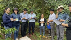 Hội thi nông dân sản xuất sầu riêng giỏi