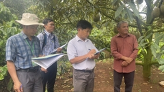 Hội thi nông dân sản xuất sầu riêng giỏi
