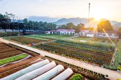 Sản phẩm 5