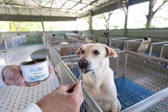 Pate dinh dưỡng cho Chó - Delisci Exella - Hỗ trợ phục hồi - 185g