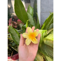 Kẹp Tóc Hoa Sứ Có Nhiều Màu Sắc Rực Rỡ 8cm Thích Hợp Đi Biển