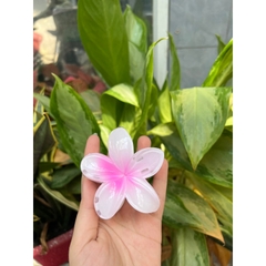 Kẹp Tóc Hoa Sứ Có Nhiều Màu Sắc Rực Rỡ 8cm Thích Hợp Đi Biển