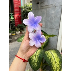 Kẹp Tóc Hoa Sứ 8cm Nhiều Màu Sắc Thích Hợp Đễ Đi Biển