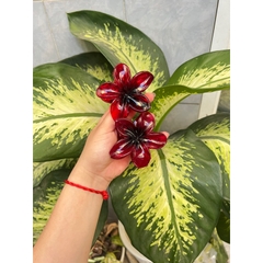 Kẹp Tóc Hoa Sứ 8cm Kẹp Tóc Càng Cua Kẹp Tóc Đi Biển Nhiều Màu Sắc Rực Rỡ Dành Cho Bạn Gái